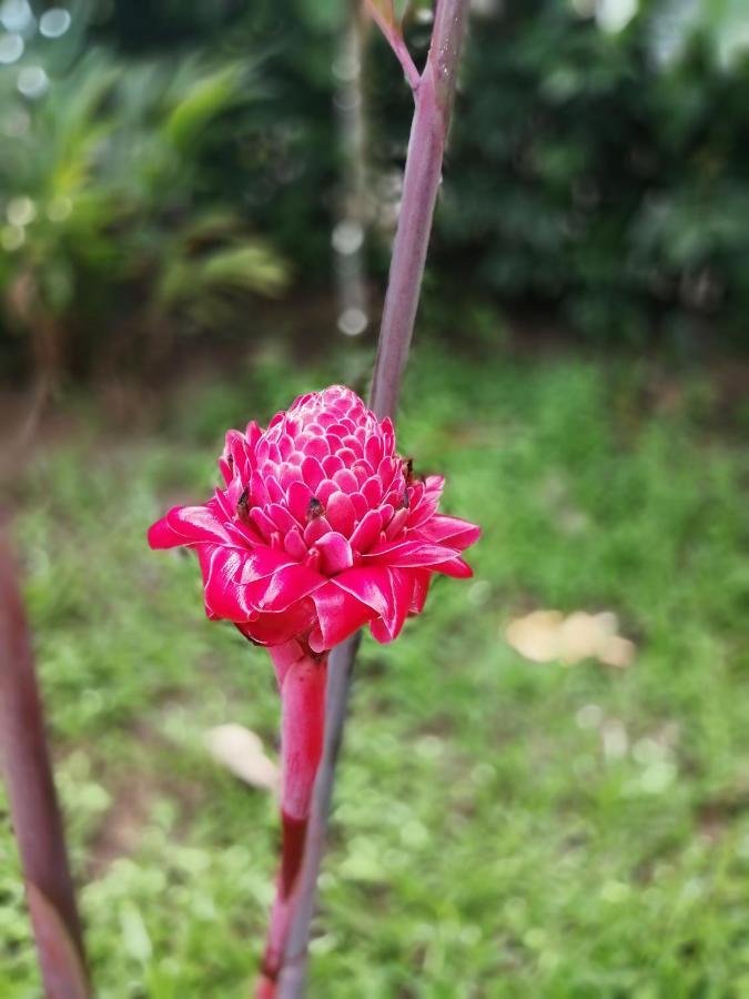 Hospedaje Meryscar Tortuguero Exteriér fotografie