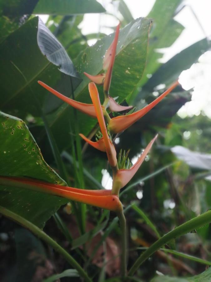 Hospedaje Meryscar Tortuguero Exteriér fotografie