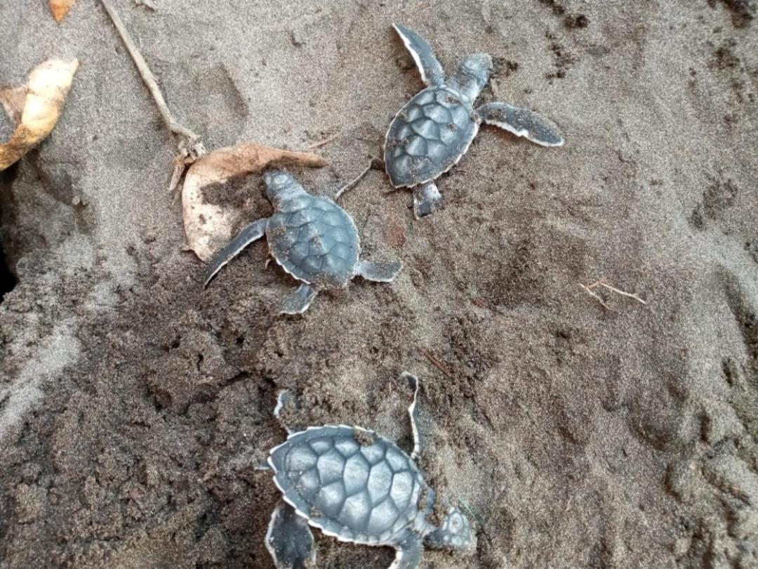 Hospedaje Meryscar Tortuguero Exteriér fotografie