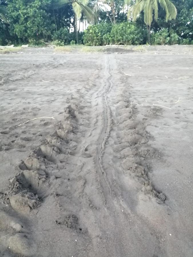 Hospedaje Meryscar Tortuguero Exteriér fotografie