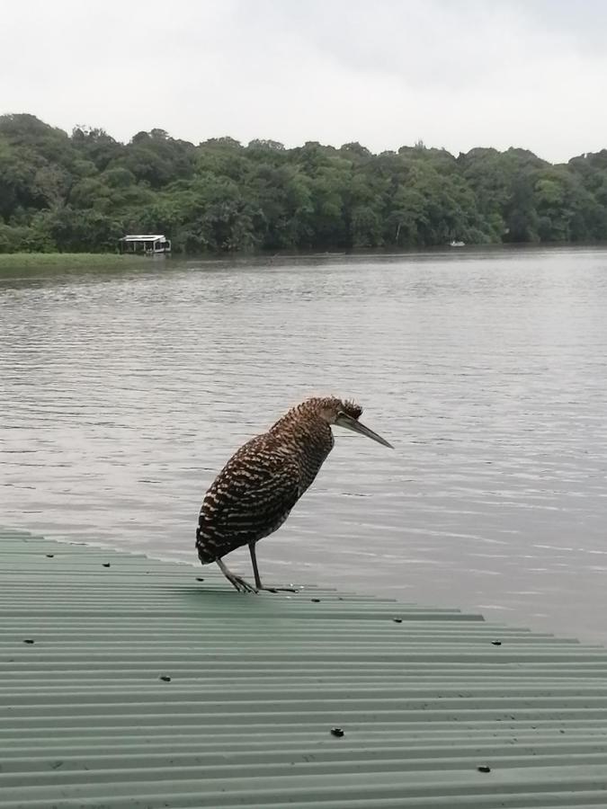 Hospedaje Meryscar Tortuguero Exteriér fotografie