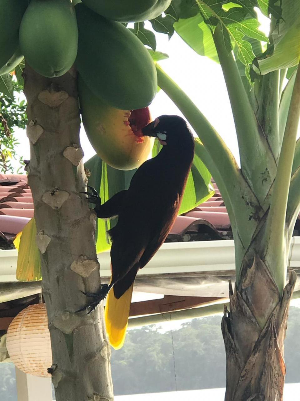 Hospedaje Meryscar Tortuguero Exteriér fotografie