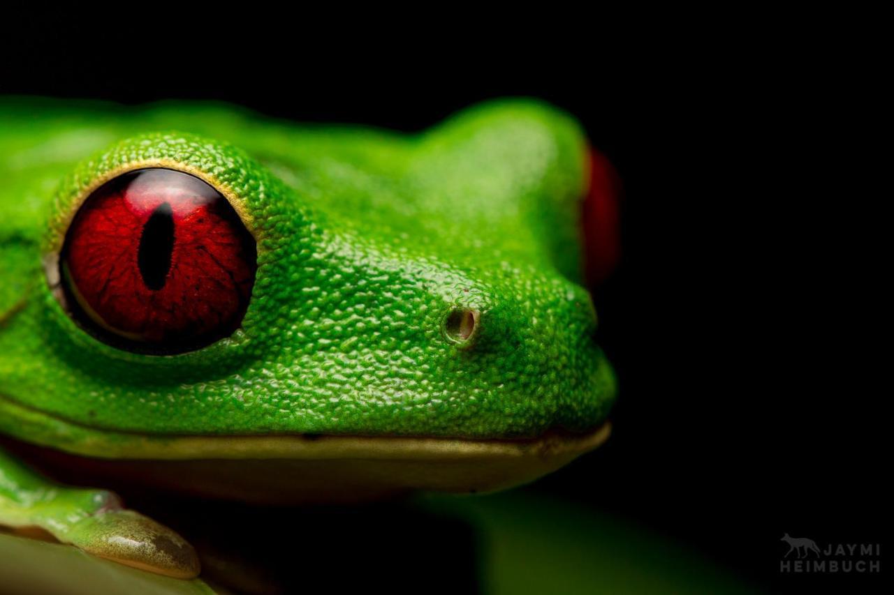 Hospedaje Meryscar Tortuguero Exteriér fotografie