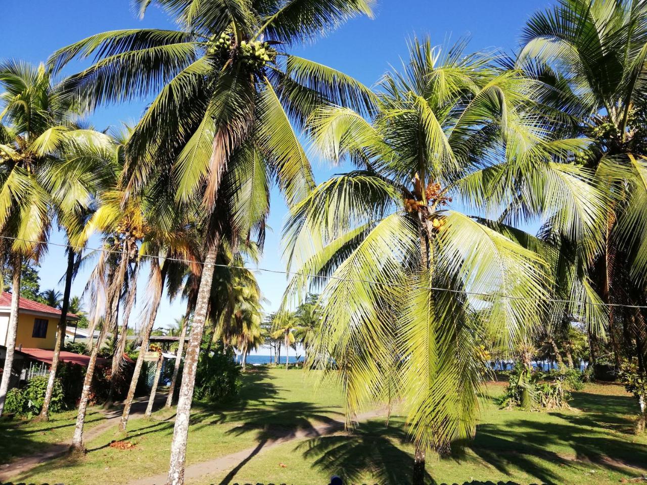 Hospedaje Meryscar Tortuguero Exteriér fotografie